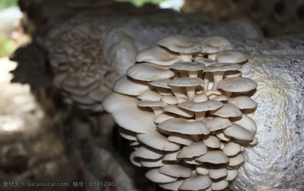 平菇 蘑菇 蘑菇大棚 蘑菇菌棒 蘑菇棒 出蘑菇袋 出蘑菇包 菌类 蔬菜 蘑菇菌类 其他生物 生物世界