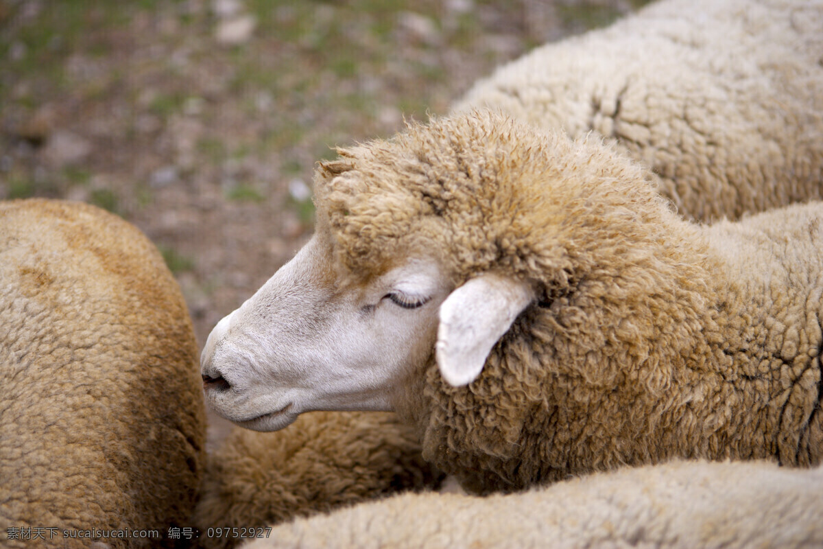 動 物 表情 動物表情 家畜 牛 羊 農場 生物世界