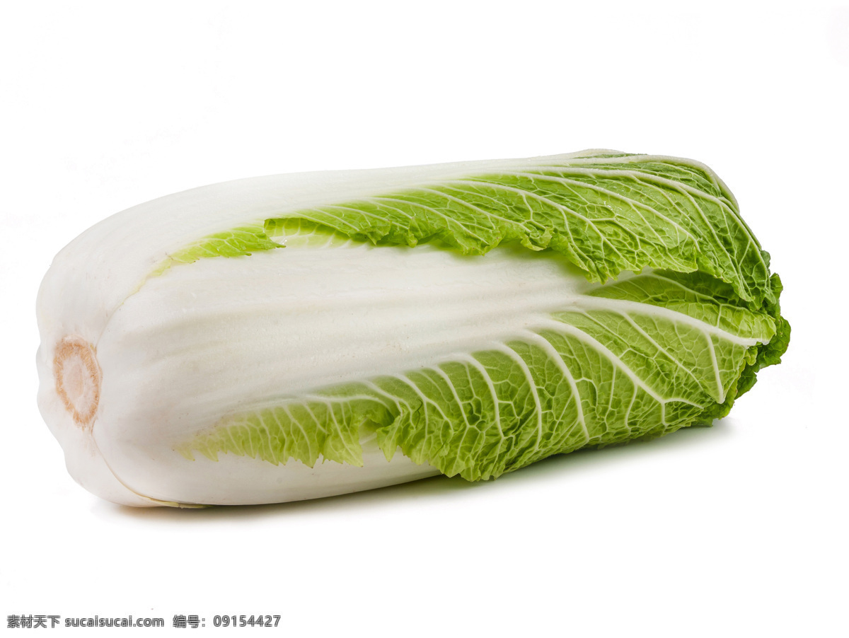白菜 大白菜 洋白菜 食材 素菜 蔬菜 生物世界