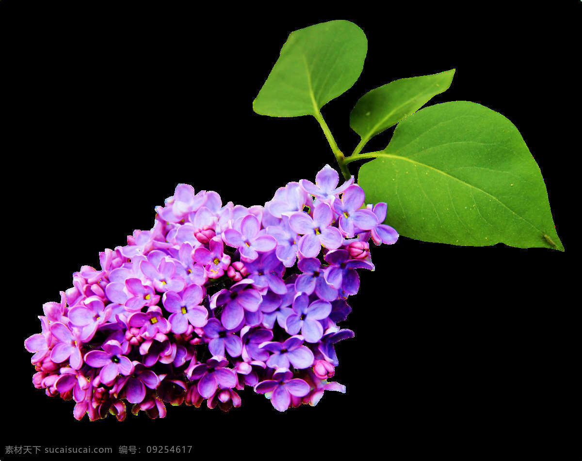 高雅 美丽 紫色 花束 透明 植物 绿叶 小花 装饰 透明素材 免扣素材 装饰图片