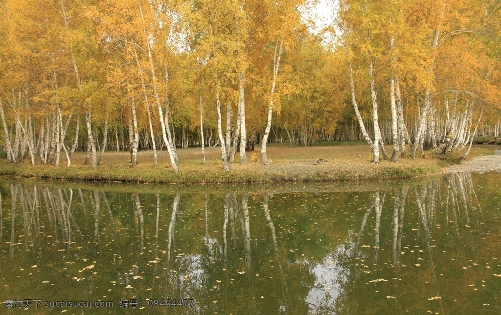 白桦树 黄色的树叶 秋天 森林 自然景观 自然风景