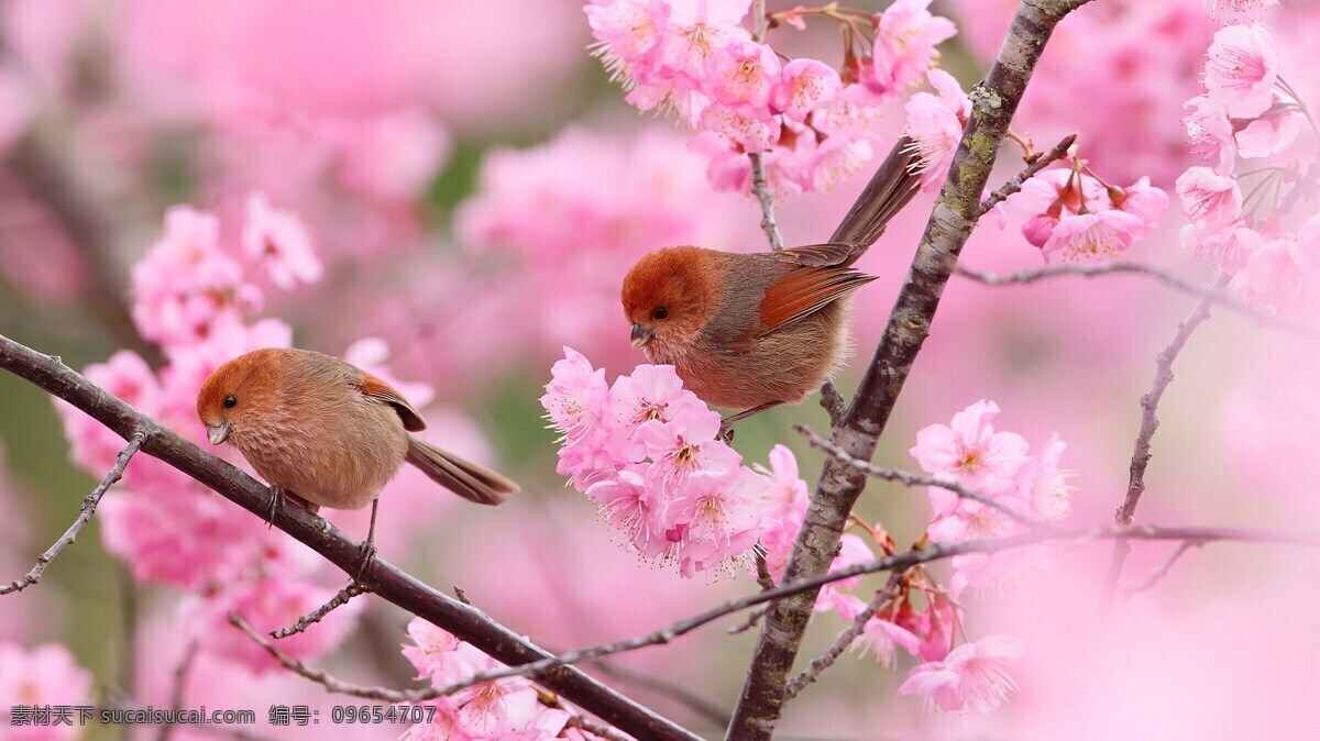 小鸟 粉色 花朵 植物 树枝 生物世界 鸟类