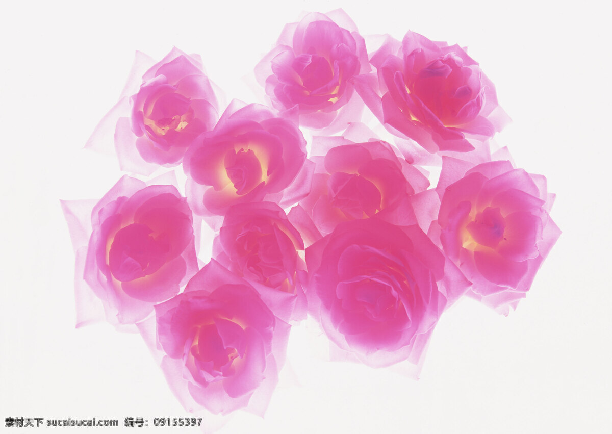 花团锦簇 花瓣 花纹背景 清新 清新自然 时尚 时尚背景 背景图片