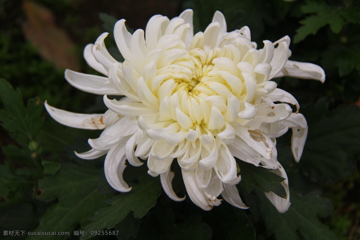 菊花 花草 开封 生物世界 二 十 九 届 展览会 菊展 秋菊 开 封二 花会 装饰素材 展示设计