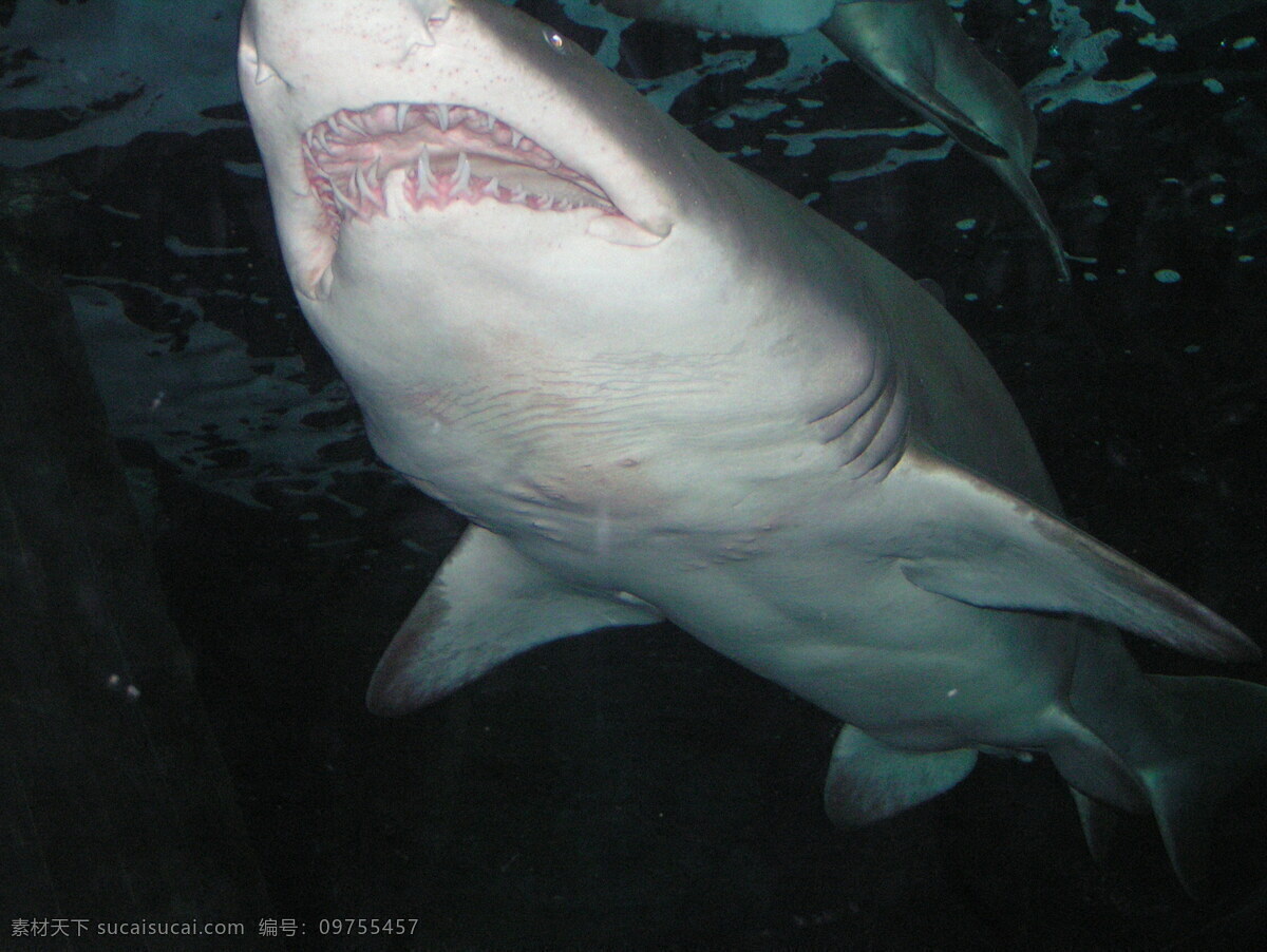 海底 大 白鲨 高清 鲨鱼 大鲨鱼 凶猛 野生动物