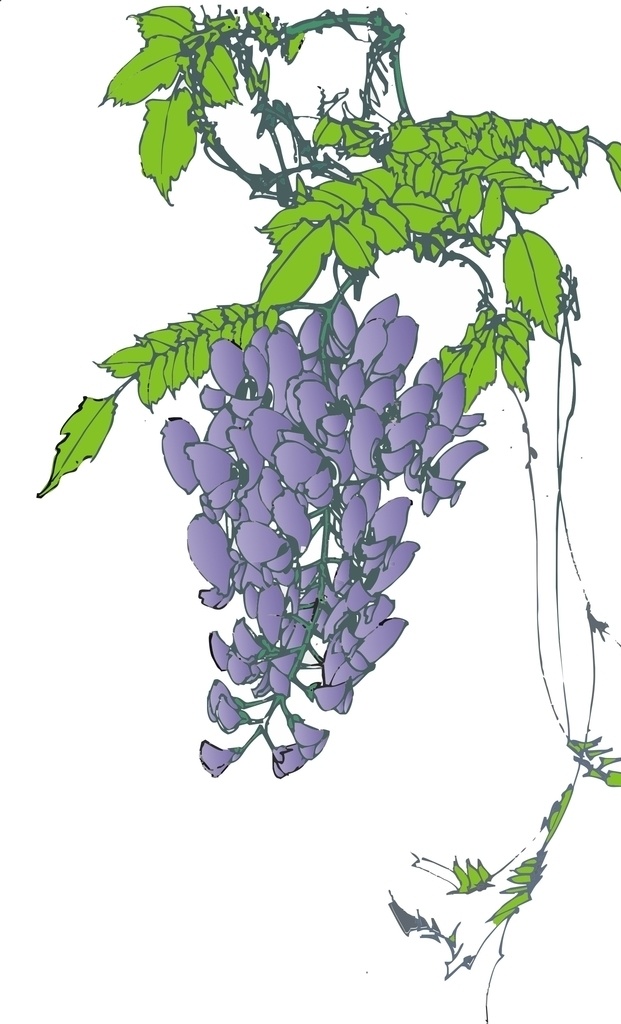 紫藤花 矢量图 花草图 紫色花 插画