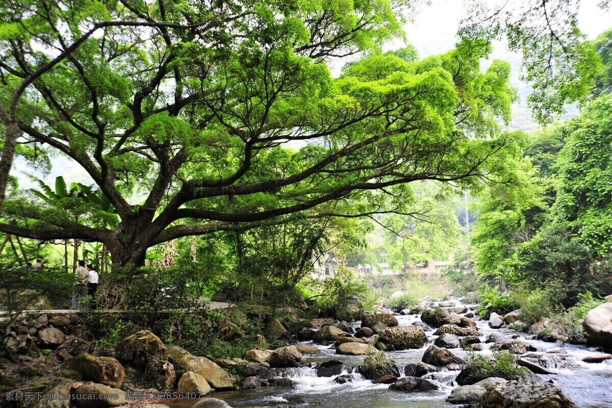 榕树 自然 生态 绿树成荫 石门森林公园 小溪 原创 旅游摄影 自然风景 摄影图库