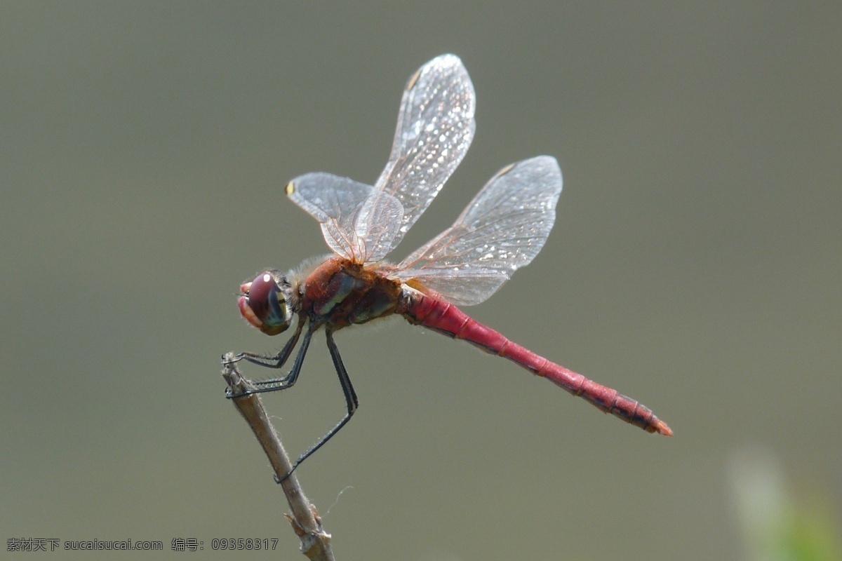 昆虫 昆虫图片 蜻蜓 生态 生物世界 自然界 昆虫纲 节肢动物门 insect 无骨骼 昆虫系列一