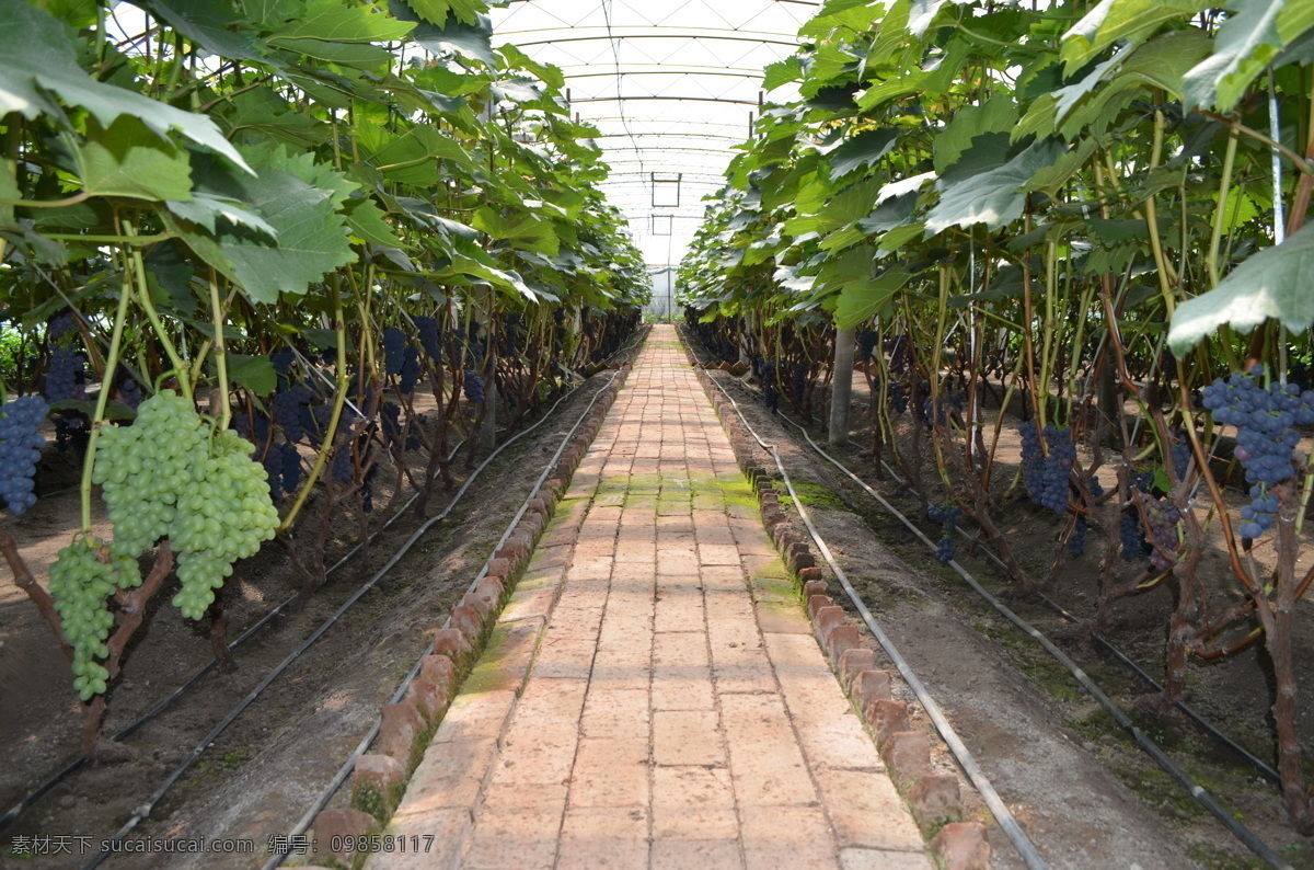 葡萄大棚 设施农业 提子 棚室种植 紫葡萄 生物世界 水果