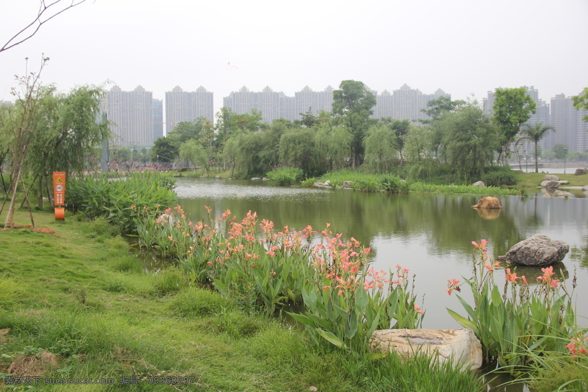 美人蕉 小花美人蕉 小芭蕉 漳州碧湖 生态园 漳州 碧湖生态园 自然景观 田园风光