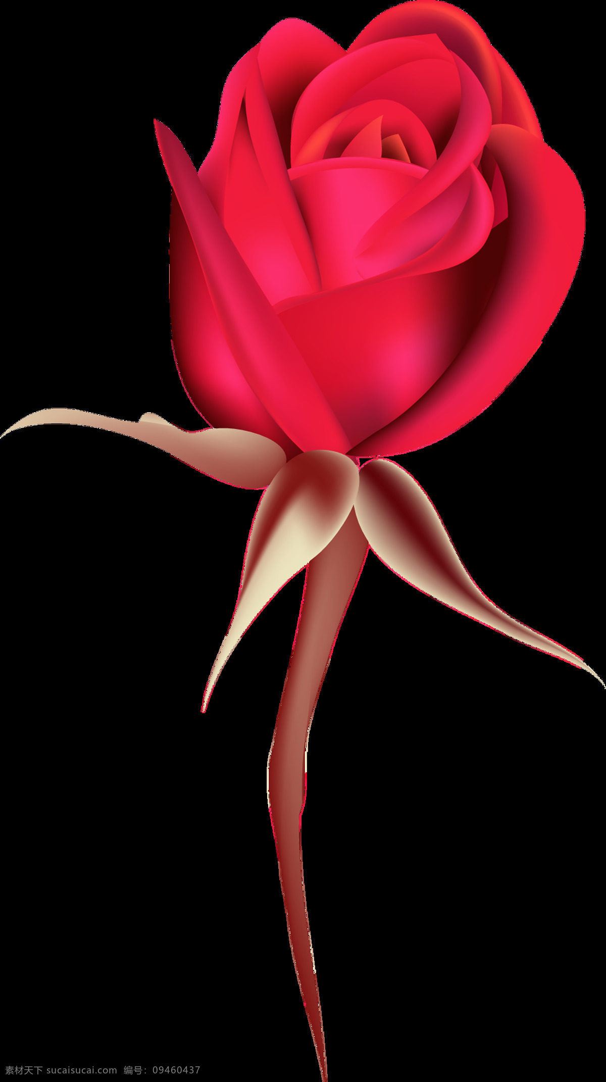 玫 红玫瑰 透明 装饰 红色 花枝 免扣素材 透明素材 装饰图案
