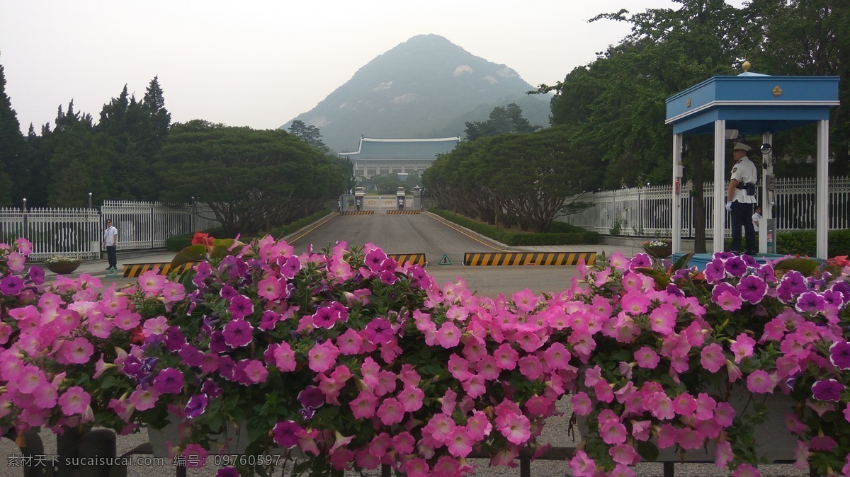 韩国 首尔 楼阁 青瓦台 花朵 旅游摄影 国外旅游