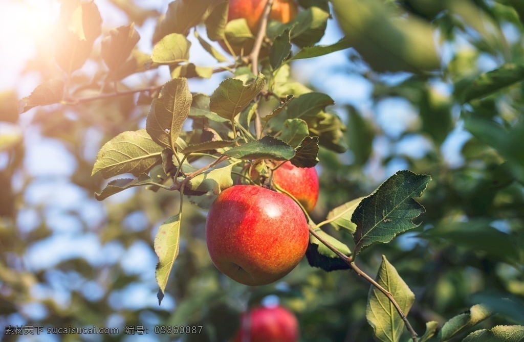 枝头 红苹果 苹果 树木 水果 自然生物 生物世界