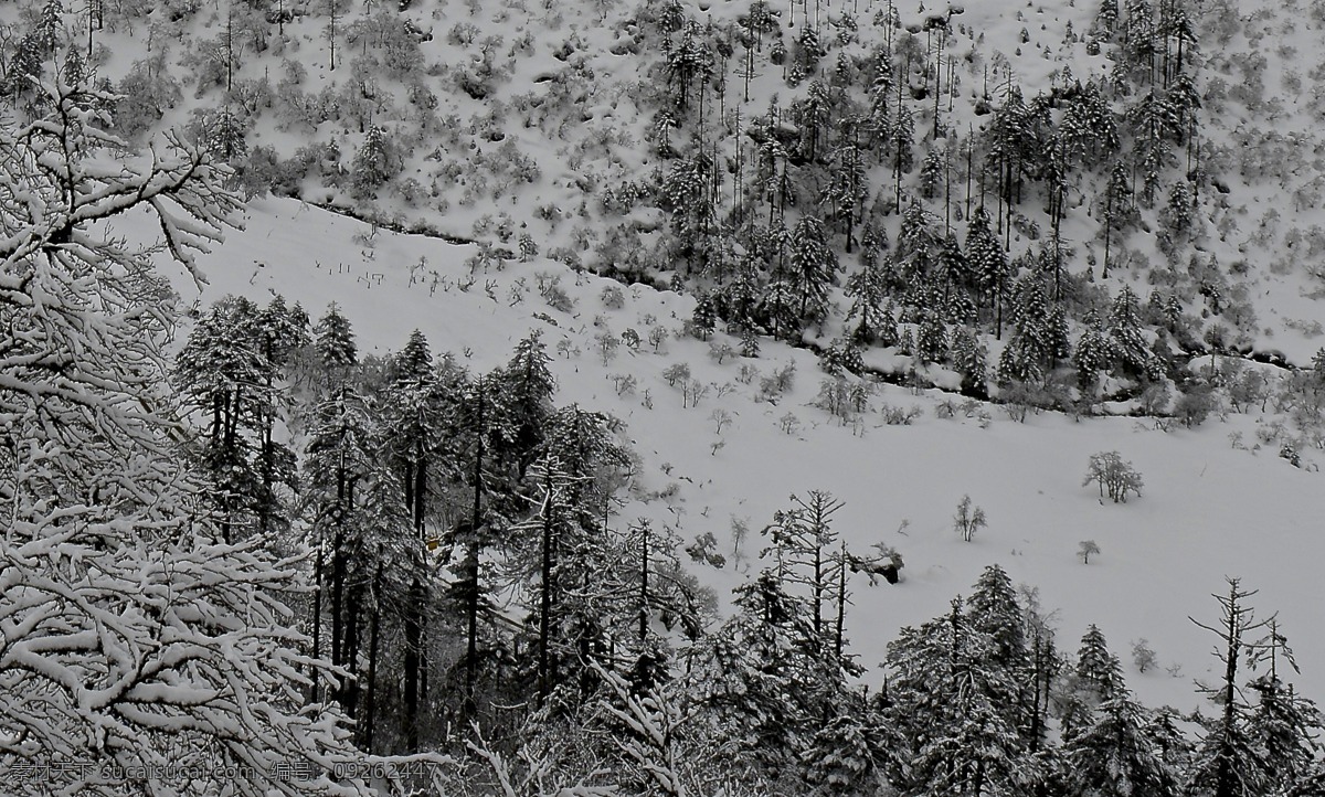 墨脱 西藏 3月 大雪 寒树 自然风景 旅游摄影