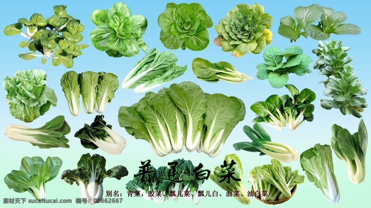 PSD叶菜类素材之普通白菜素材图片下载-素材编号09662667-素材天下图库