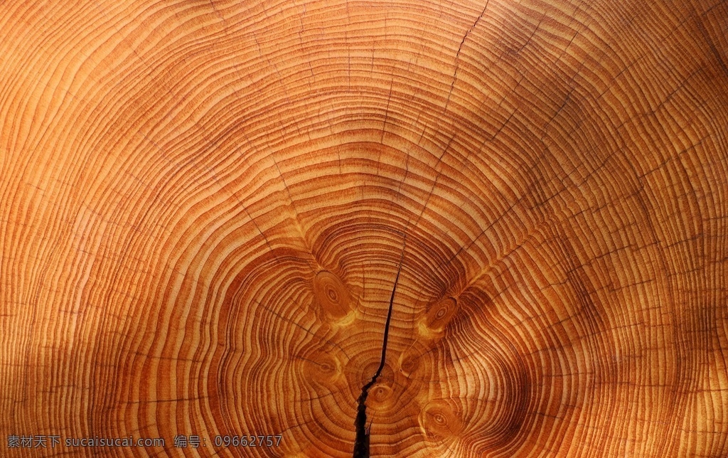 年轮 树 木 板 木材 纹理 木纹 原木 树桩 棕色 背景 裂纹 生物世界 树木树叶