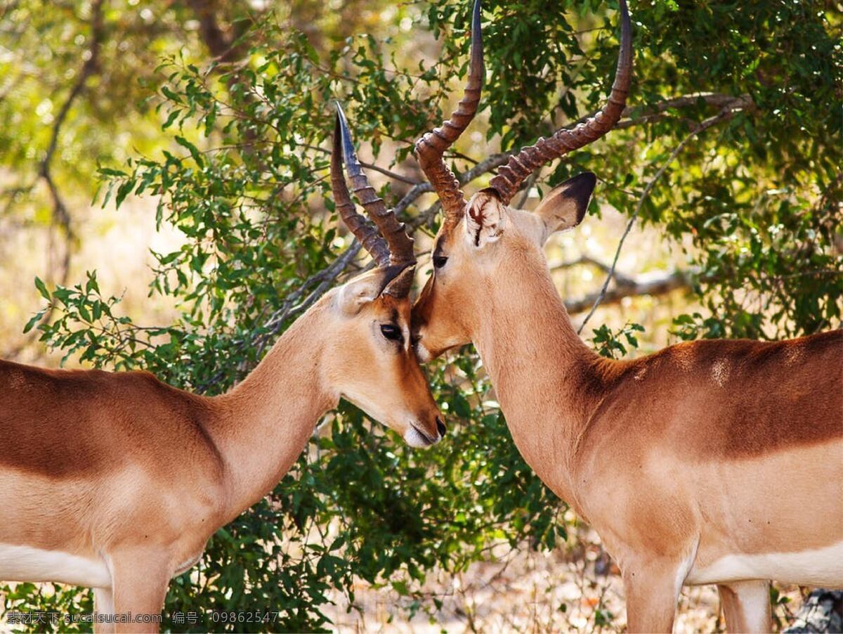 小鹿图片 圣诞节 海报 背景 元素 生物世界 野生动物