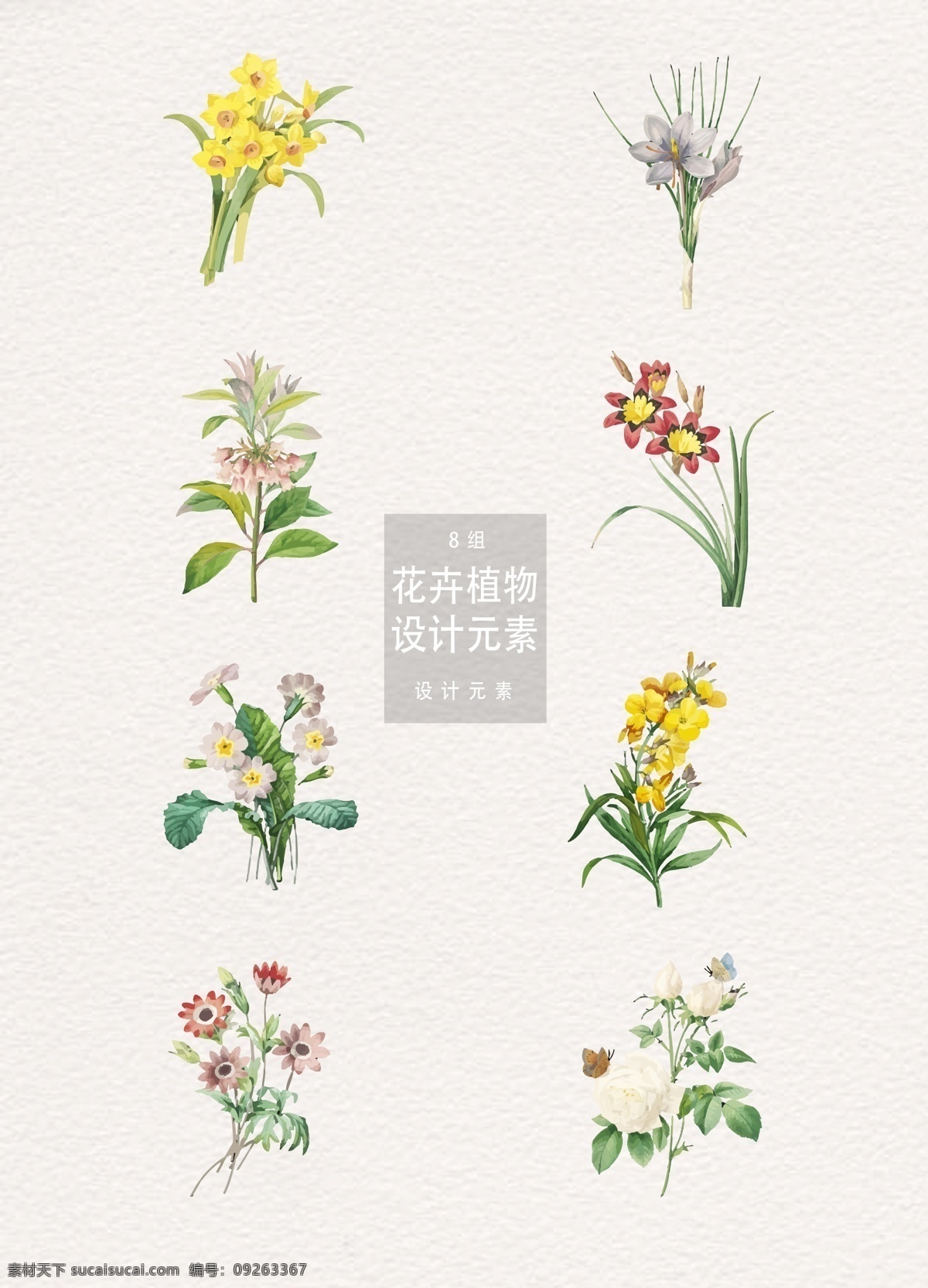 款 怀旧感 手绘 花卉 植物 插画 矢量 手绘花卉 手绘花朵 花朵 水仙花 兰花 花卉植物 植物插画 牡丹 玫瑰
