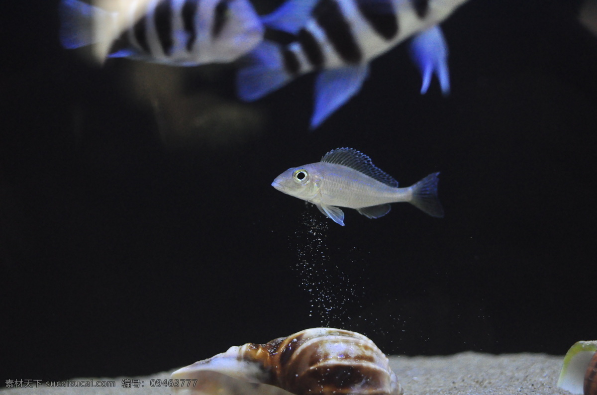 热带鱼 贝壳 生物世界 水生物 鱼 鱼类 水下世界