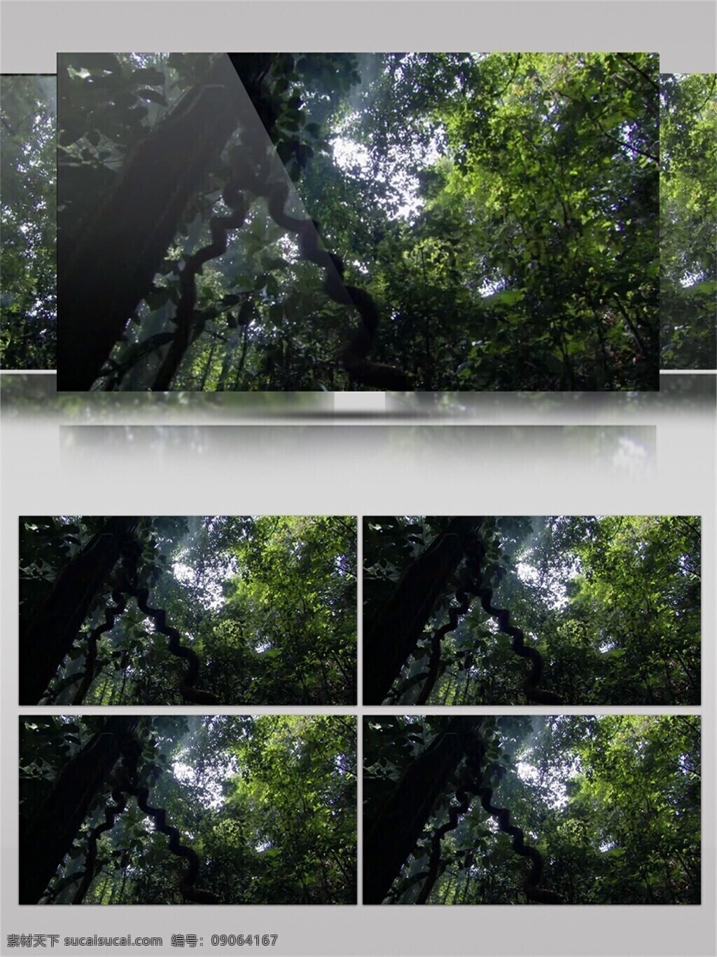 春树暮云 视频 音效 光线 树木 绿色 植物 视频素材 视频音效 自然风光