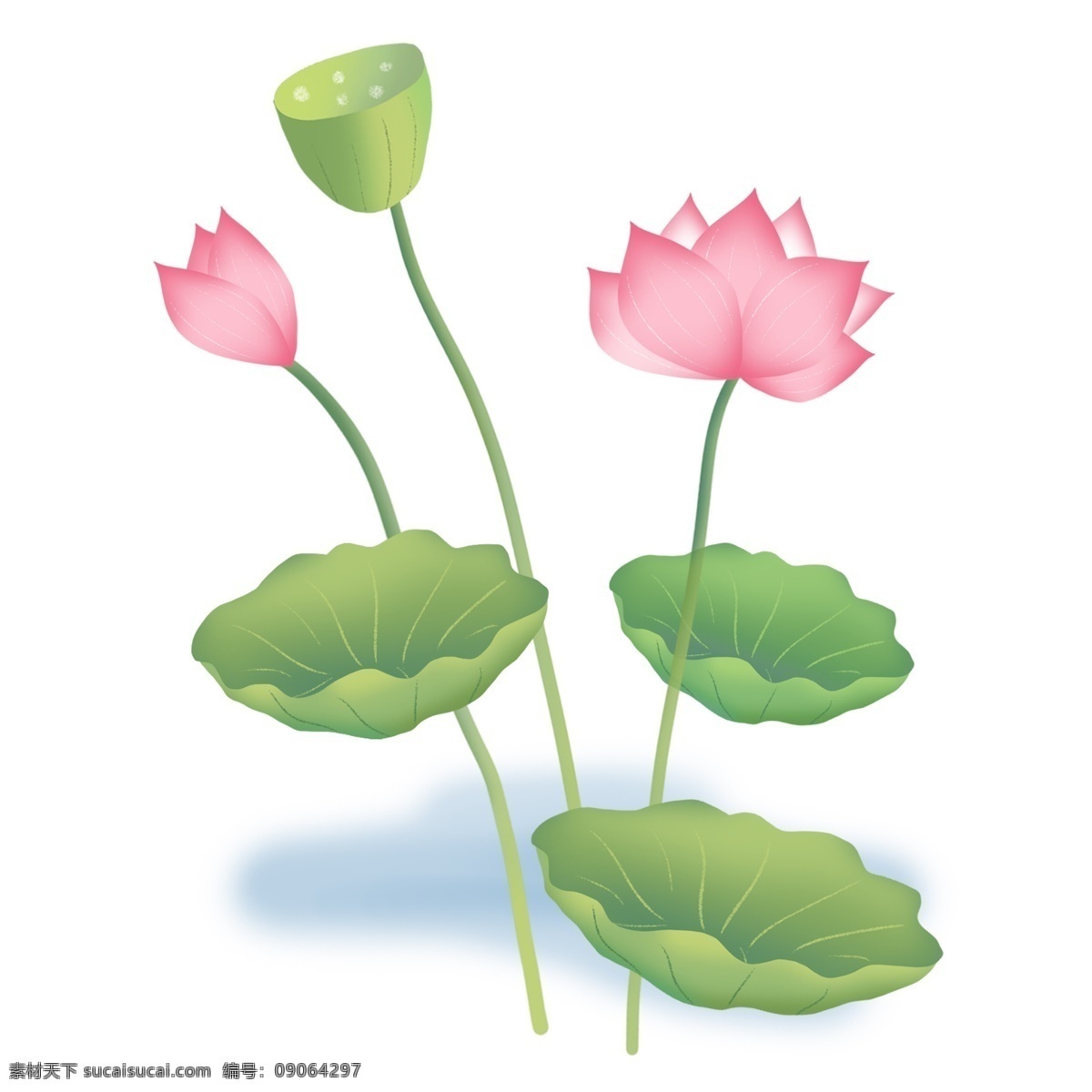 荷叶 荷花 水中 样子 莲蓬 莲子 水中植物 中国风荷花 插画风荷花 叶子 花 花朵 莲花 粉色 绿色 植物 花瓣