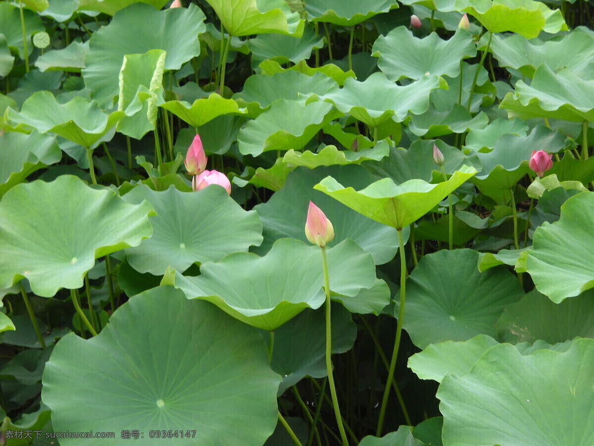 曲江 荷花 荷花的图片 荷花风景 荷花图 荷花图片 曲江池 风景 生活 旅游餐饮