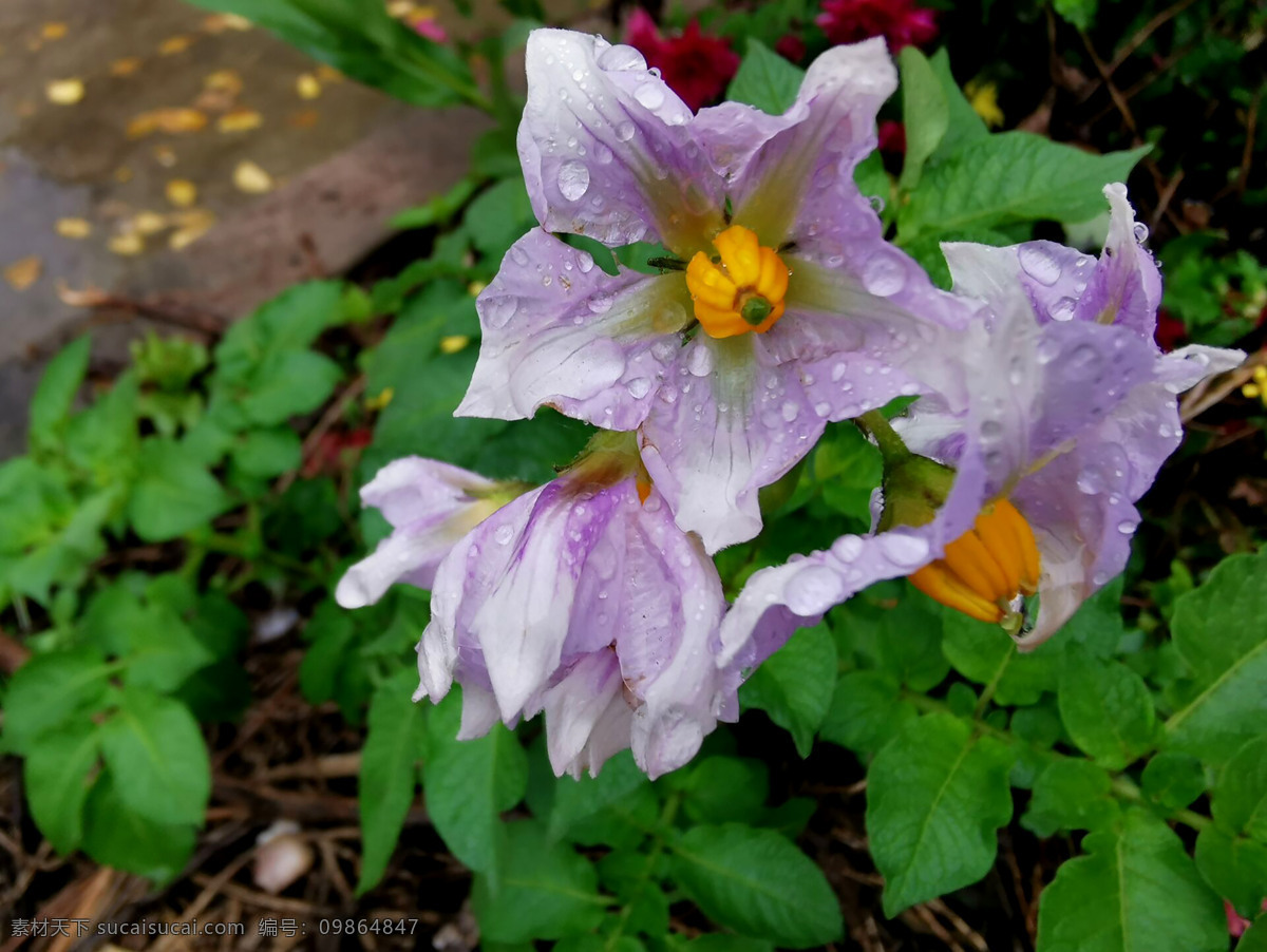 雨后小花图片 紫色的花 花朵 花儿 小花 花花 花蕊 花瓣 生物世界 花草 雨后小花