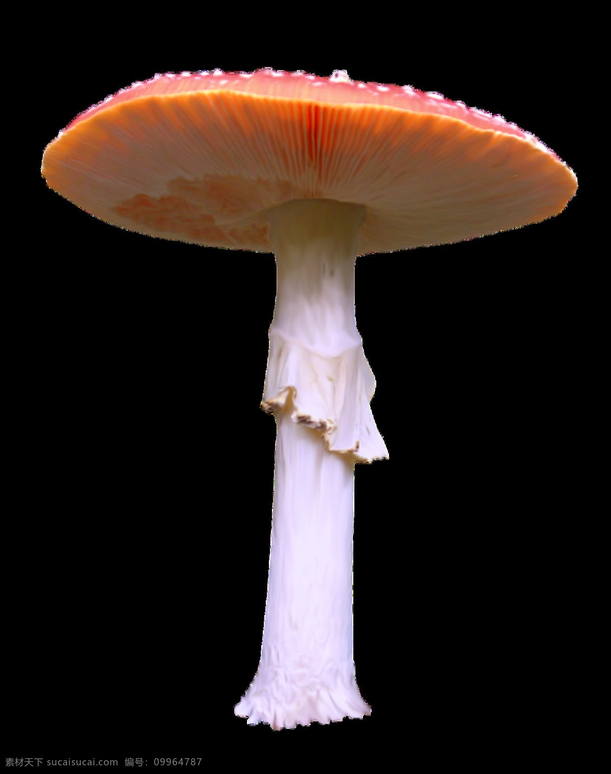 蘑菇透明素材 蘑菇 免扣 手绘 透明素材 装饰 设计素材 淘宝素材 海报设计装饰 装饰图案