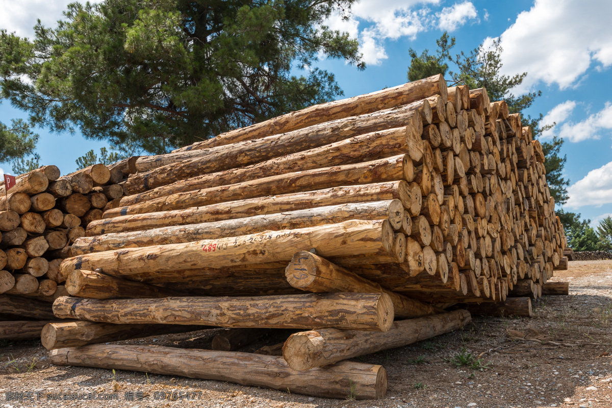 堆 一起 木材 木头 木头材质 木头背景 花草树木 生物世界