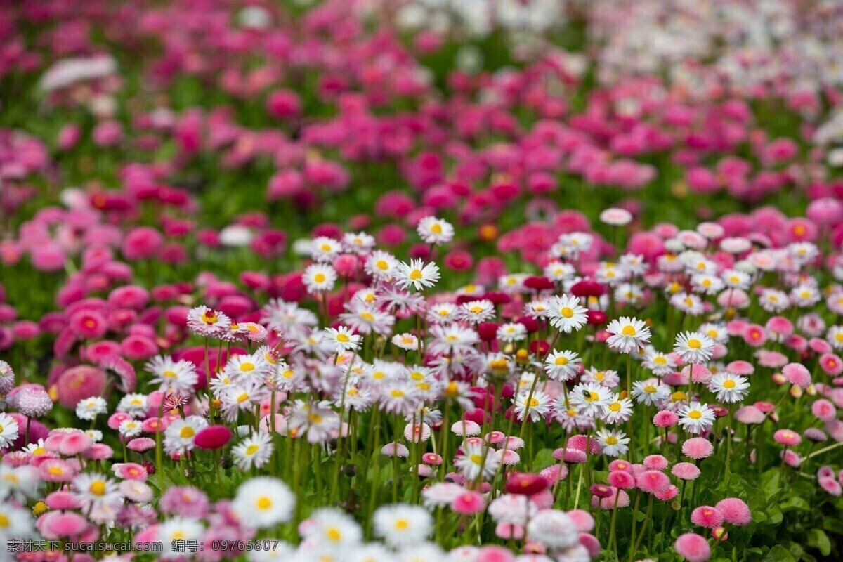 唯美 雏 菊花 海 高清 雏菊花 波斯菊 粉色菊花 菊花花海