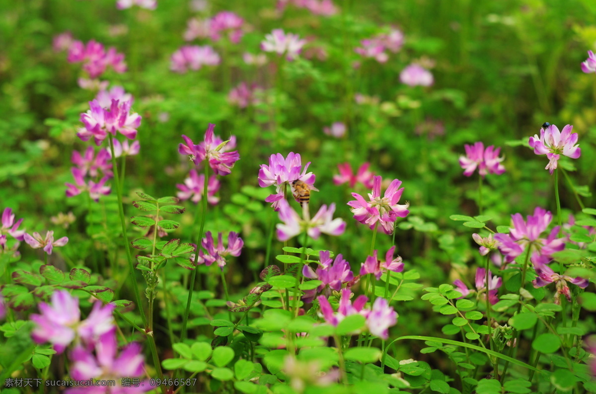 紫云英 野花 花草 花 绿叶 自然景观 自然风景 风景 花丛 花蕾 蜜蜂 生物世界