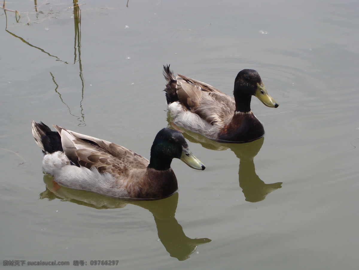 野鸭子 北湖 双宿双飞 动物 戏水 生物世界 家禽家畜 灰色