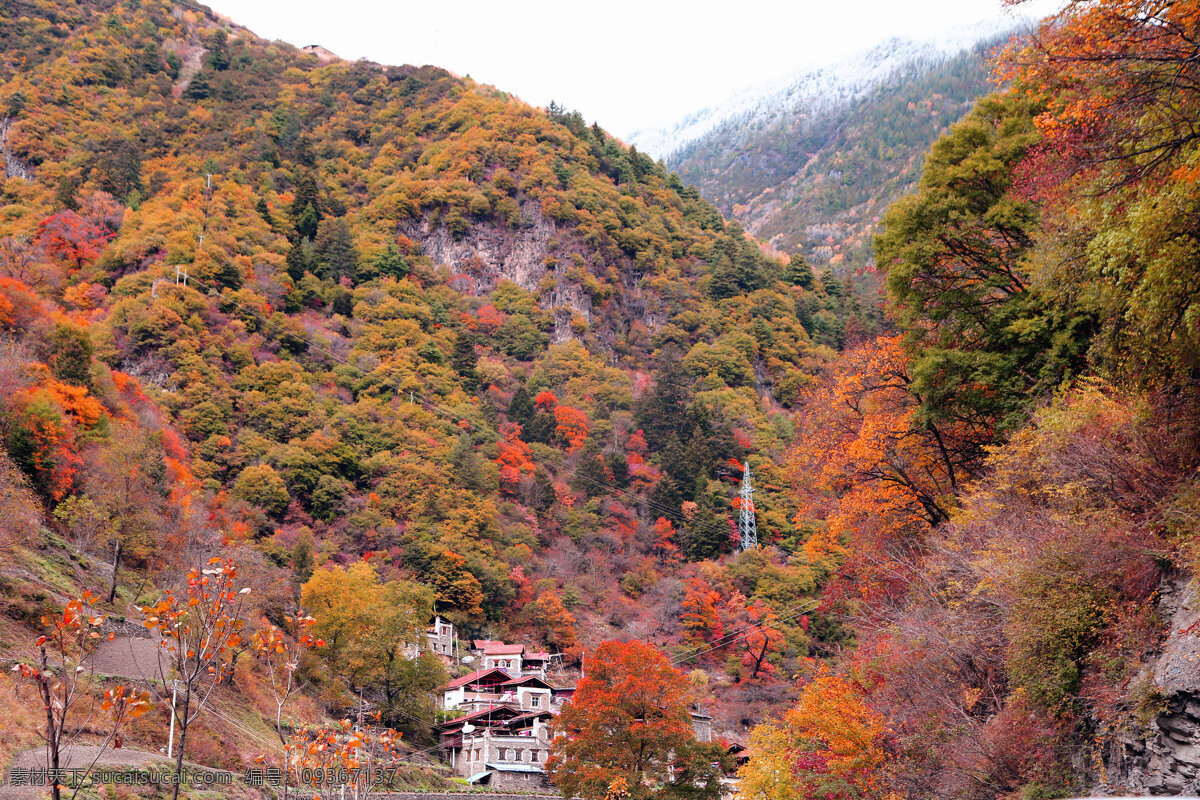 彩林 藏居 雪山 米亚罗 红叶 自然景观 自然风景