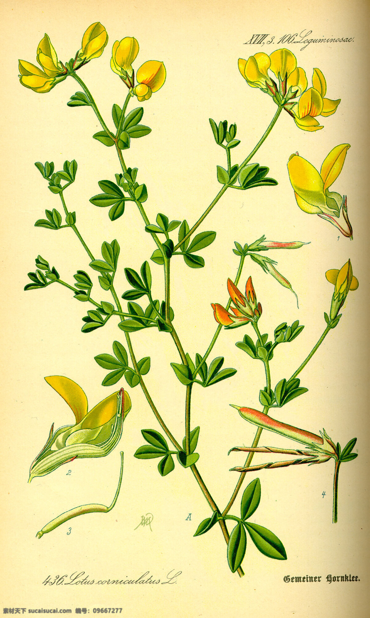 手绘植物图谱 手绘植物图册 种子植物 植物 花朵 叶子 花草 绿色植物 绿叶 花草图册 手绘植物 手绘花朵 植物图册 彩色植物图谱 植物科普 文化艺术 绘画书法