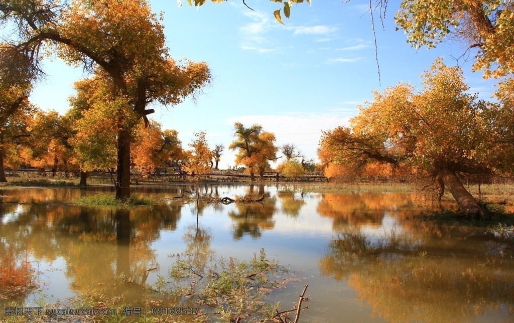 胡杨林风景 胡杨林风光 沙漠里的树 胡杨林树木 西北胡杨林 防风林 额济纳风光 额济纳 胡杨林 沙漠 蓝天 风景 自然景观 巴丹吉林沙漠 歪树 唯美的风景 唯美 秋天的风景 金色的树林 古树 黄叶 林海 千年古树 秋天的胡杨林 额济纳胡杨林 西北旅游 西北风光 内蒙古风光 内蒙古景点 高清 照片 风景名胜