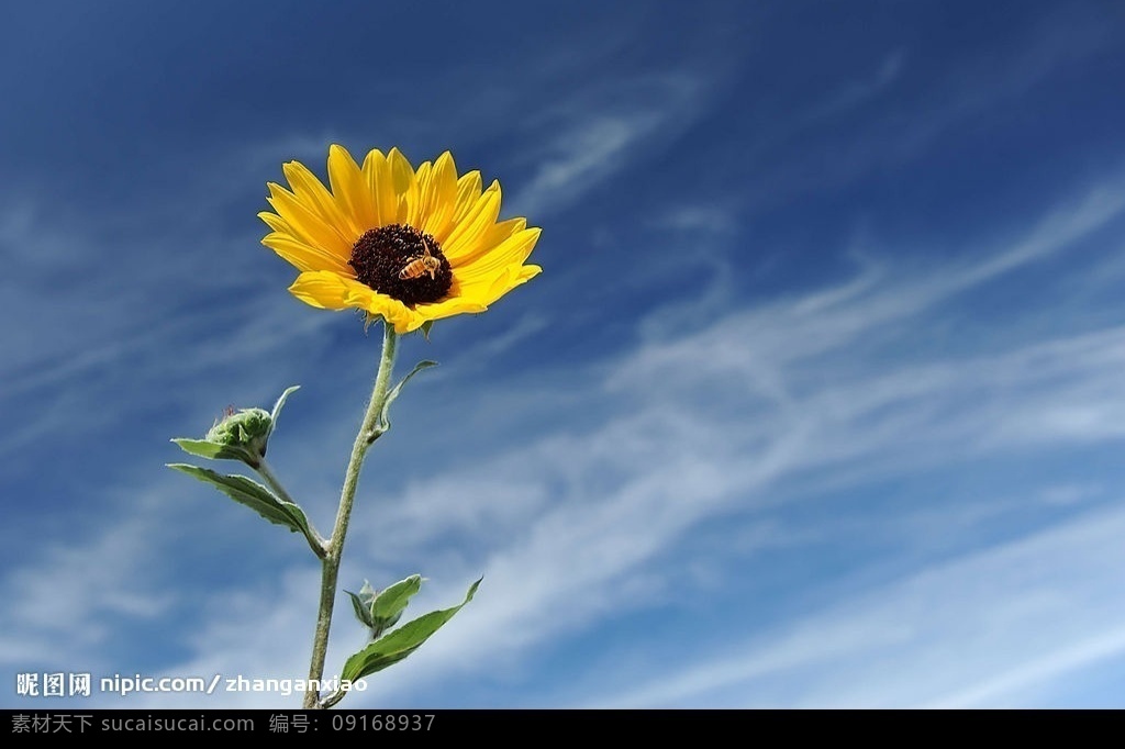 花 蜜蜂 天空 太阳花 自然景观 田园风光 摄影图库