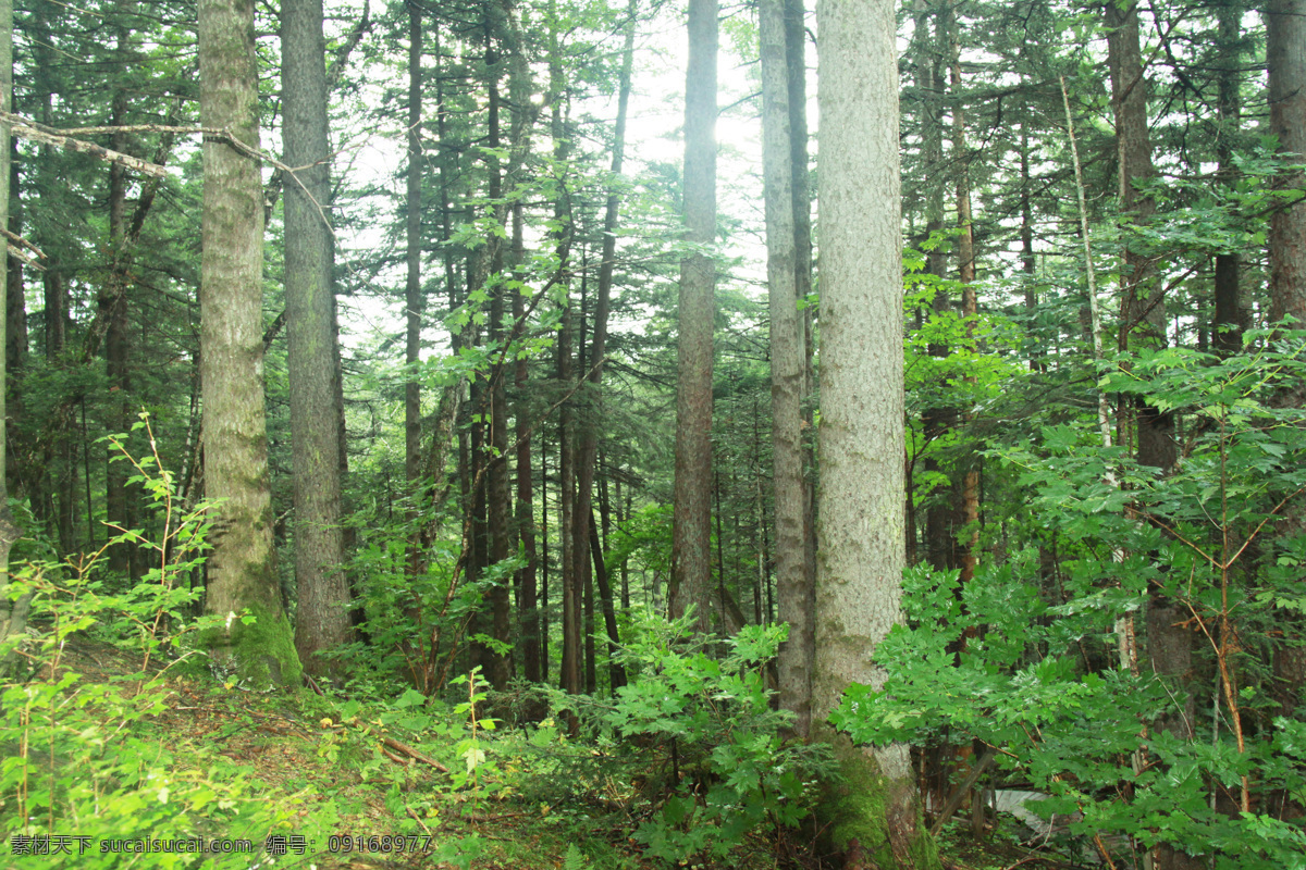 长白山森林 东北吉林 森林 白桦 红松 东北松 树木树叶 生物世界