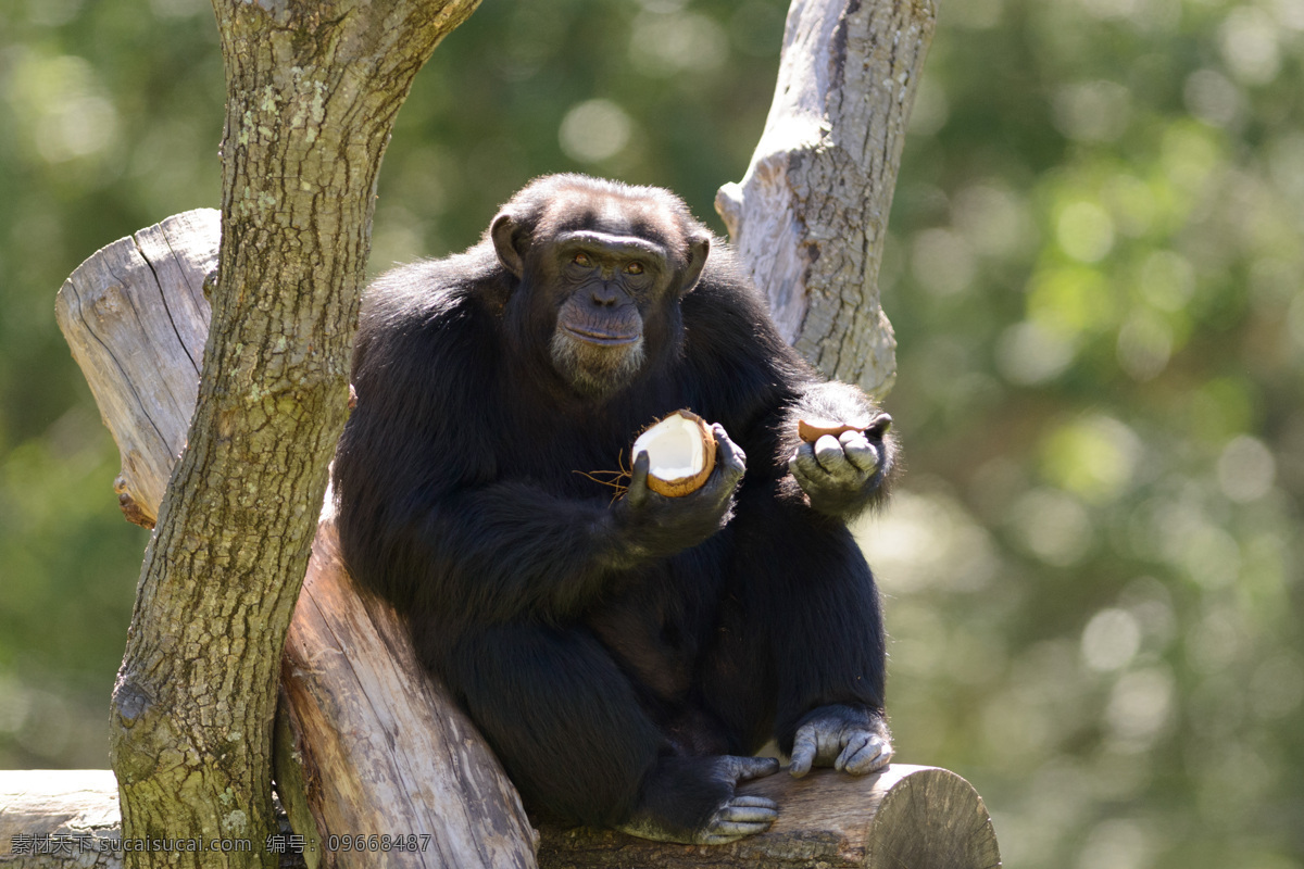 坐在 木头 上 猩猩 动物世界 动物摄影 野生动物 生物世界 陆地动物 黑色