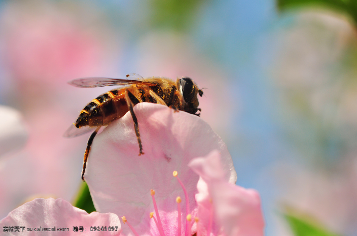 蜜蜂 春天 花 昆虫 生物世界 桃花 psd源文件