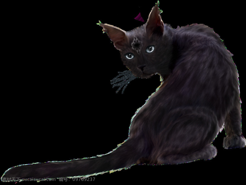 回头 黑猫 免 抠 透明 可爱黑猫图片 可爱的黑猫 可爱小猫图片 小猫咪图片 小猫图片高清 猫咪素材 小猫素材
