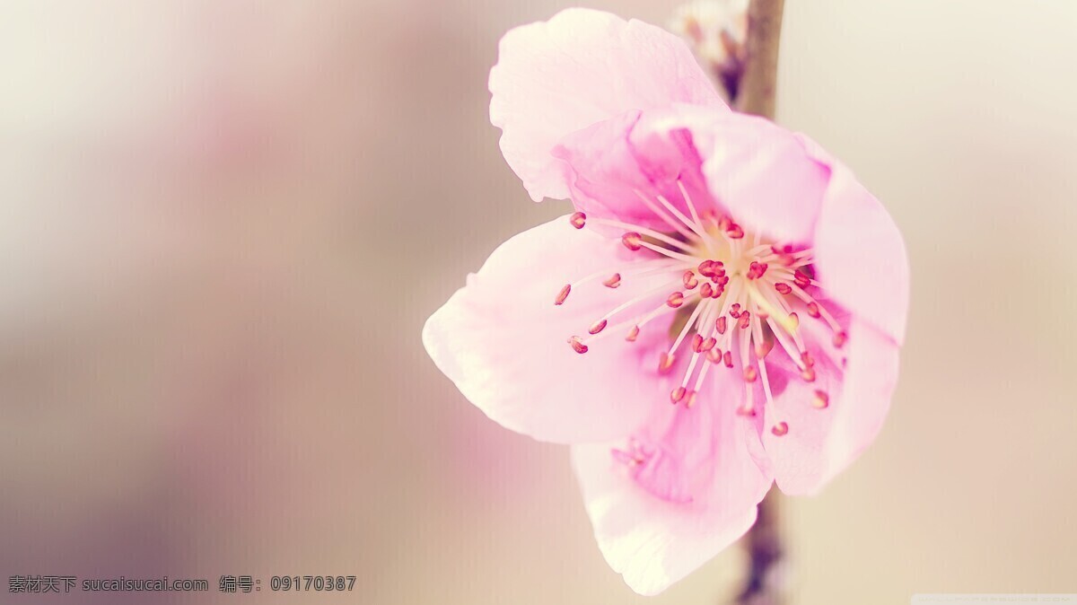 春天 粉色 公园 花草 花朵 烂漫 生物世界 桃花 桃树 白桃花 鲜花 特写 写真 花草花丛 psd源文件