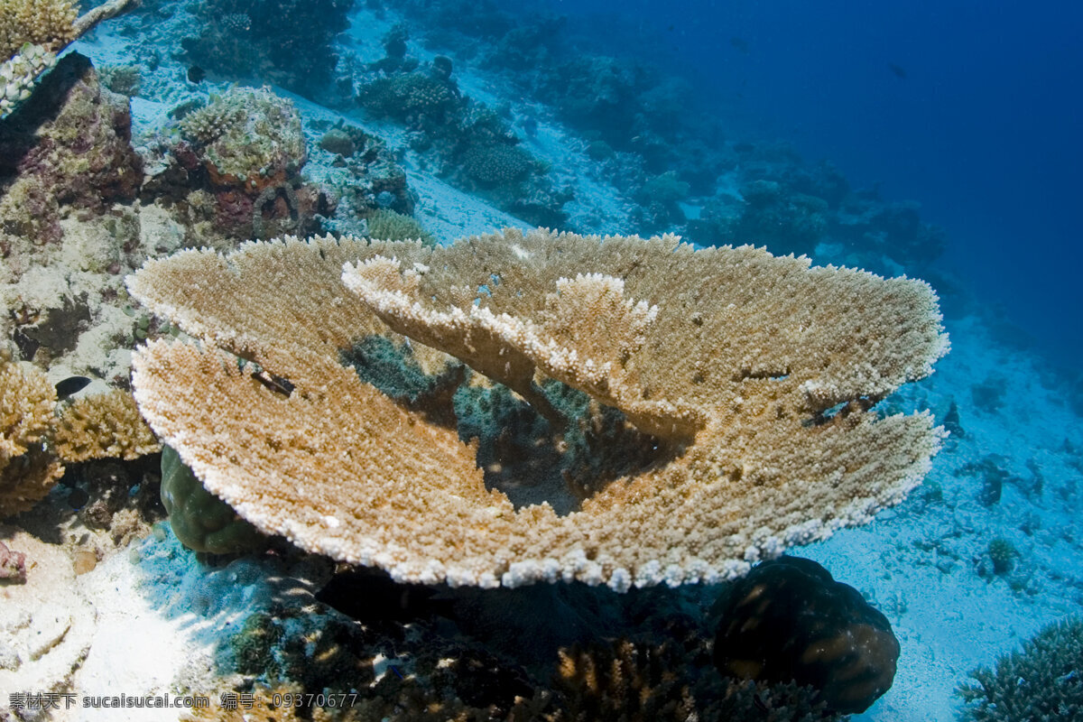 神秘 海洋生物 海底摄影 海底世界 海底 海洋 大海 海中生物 自然界 珊瑚 珊瑚礁 大海图片 风景图片