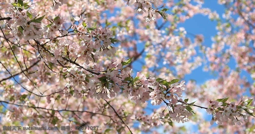 花实拍 樱花视频 花素材 高清花 花朵 植物 实拍花朵 实拍植物 多媒体 实拍视频 动物植物 mp4