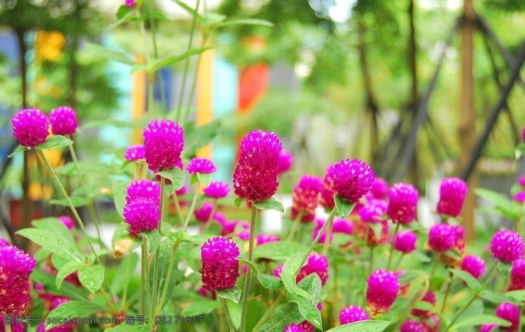 红绒花 花卉特写 花丛 草花 自然 风光 自然风光 特写 鲜花 花瓣 鲜花底图 颜色 底图 鲜花背景 背景 花瓣背景 花草 生物世界