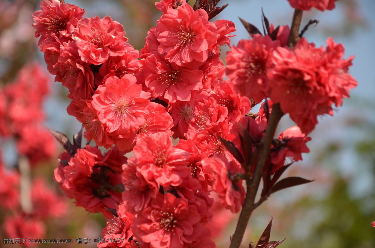 碧桃 花卉 千叶桃花 桃树 变种 单生 或两朵 生叶腋 重瓣 红色 花卉系列 花草 生物世界