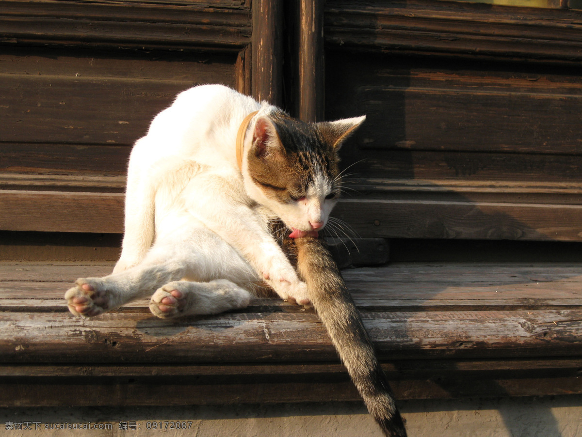 明星 猫 旅游摄影 摄影图 西塘 浙江 旅游风景 明星猫 西塘风光 嘉善 生物世界