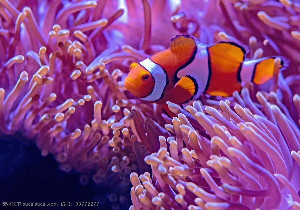 海底世界 鱼摄影 鱼 珊瑚 海龟 热带鱼 咸水鱼 海洋生物 海洋景观 鲸鱼 鲨鱼 乌龟 鲤鱼 钓鱼 金鱼 锦鲤 大海 海鱼 海洋馆 海洋世界 海洋 海底总动员 海豚 海底背景 海洋背景 水族馆 水族世界 深海鱼宫 水下世界 海底鱼 海底生物 鱿鱼 鱼群 虾 水母 海马 河鱼 观赏鱼 生物世界