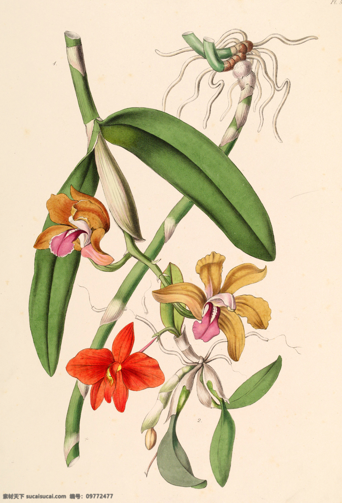 手绘花朵 手绘兰花 兰花插画 植物 自然 生物 手绘花鸟 植物果实插画 兰花 插图 彩色兰花图 唯美鲜花 漂亮 鲜花 装饰画 欧式 花卉 传统艺术 艺术 花朵 花鸟画 手绘花鸟画 中国画 古典复古 写意画 电脑画 风景画 植物果实 插画 生物世界 花草
