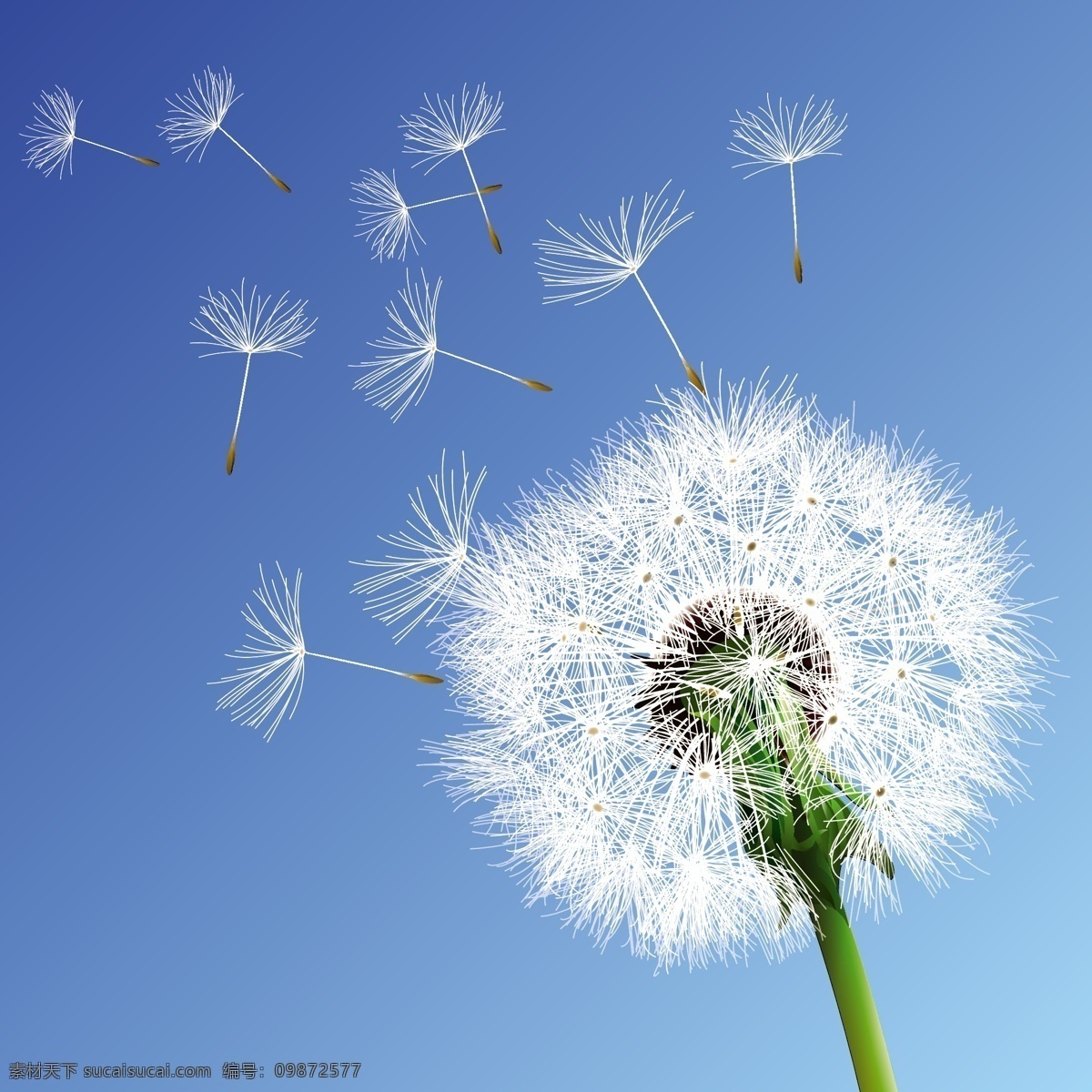 蓝色天空 蒲公英 底图背景 花草 蓝色 天空 矢量 矢量图 其他矢量图