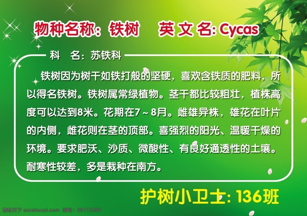 铁树 树叶 花瓣 星星 psd图 人物 分层 源文件